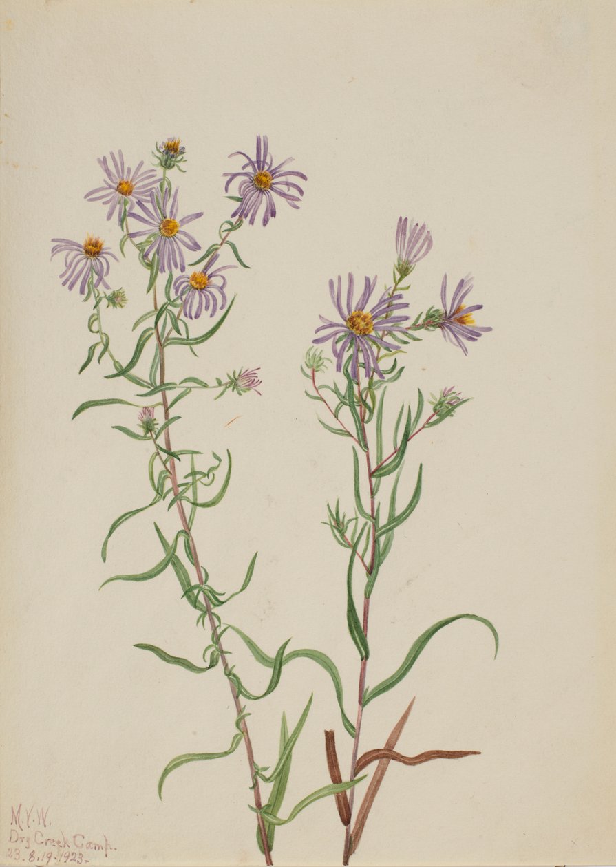 Préri Aster (Aster campestris) alkotó: Mary Vaux Walcott