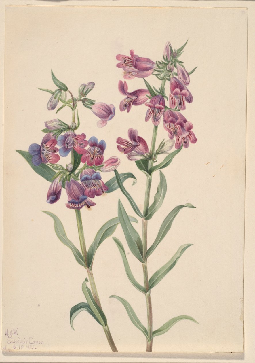 Prérikus Pentstemon (Pentstemon erianthera) alkotó: Mary Vaux Walcott