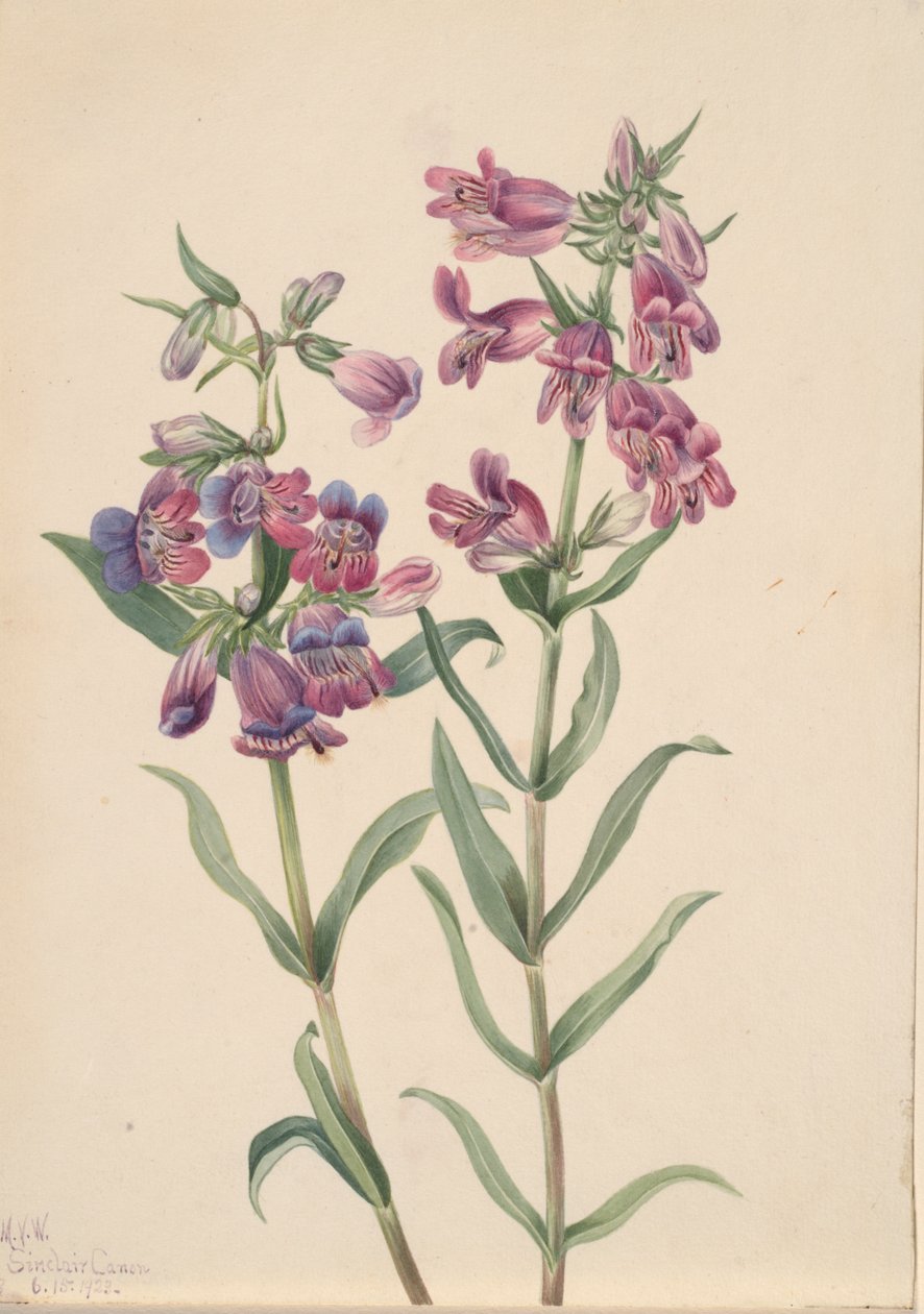 Prairie Penstemon Penstemon erianthera, 1923. alkotó: Mary Vaux Walcott
