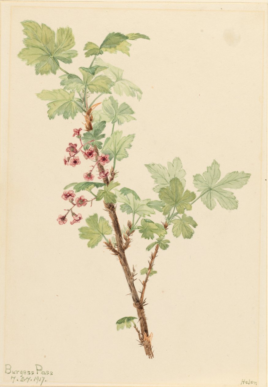 Tüskés ribizli (Ribes lacustre) alkotó: Mary Vaux Walcott