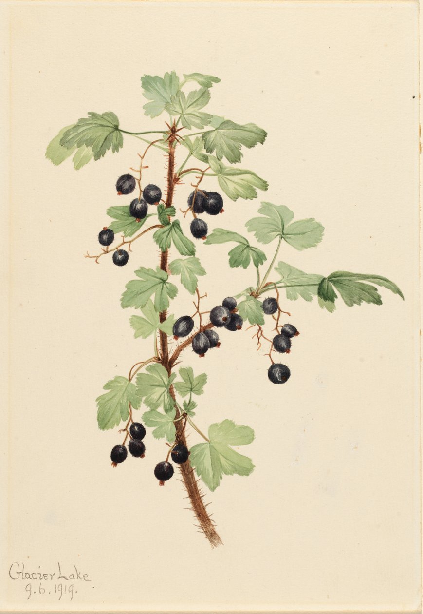 Tüskés ribizli (Ribes lacustre) alkotó: Mary Vaux Walcott