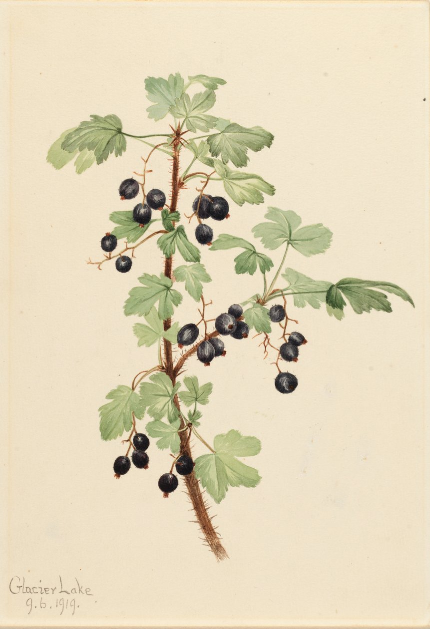 Tüskés ribizli Ribes tó, 1919. alkotó: Mary Vaux Walcott