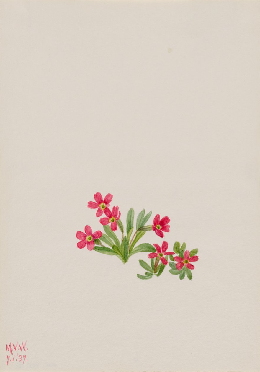 Primula (Primula angustifolia) alkotó: Mary Vaux Walcott