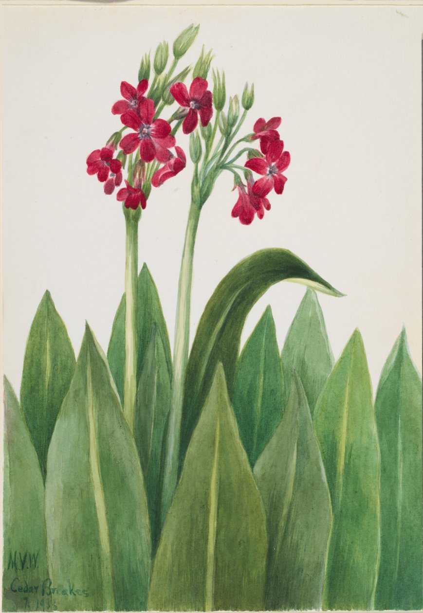 Primula (Primula parryi) alkotó: Mary Vaux Walcott