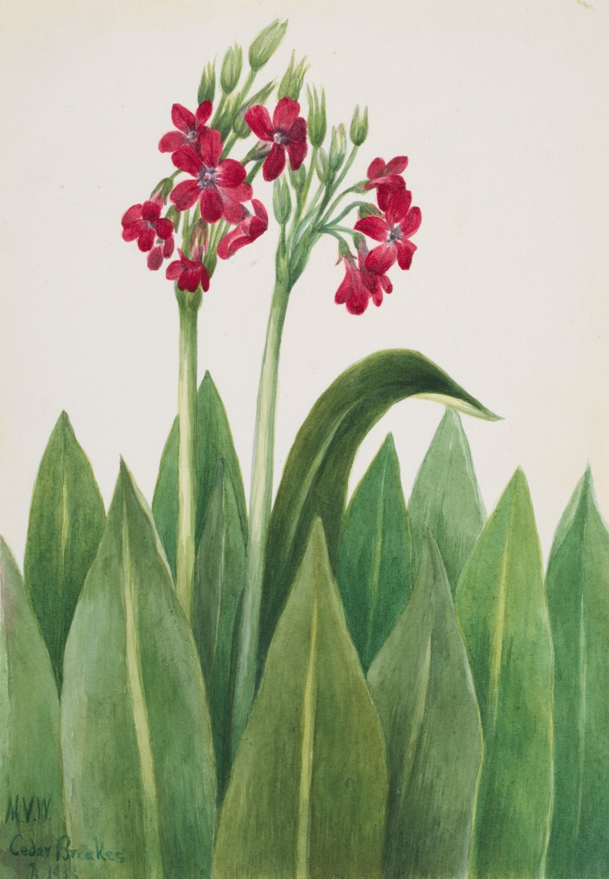 Primrose Primula parryi, 1938. alkotó: Mary Vaux Walcott