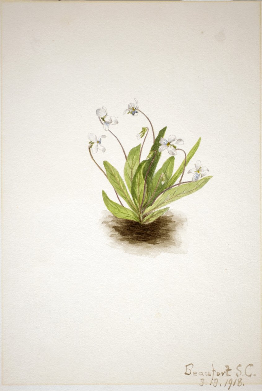 Primrose ibolya (Viola primulifolia) alkotó: Mary Vaux Walcott