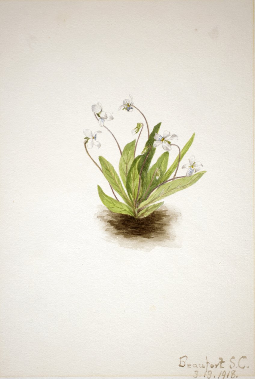 Primrose Violet Viola primiifolia, 1918. alkotó: Mary Vaux Walcott