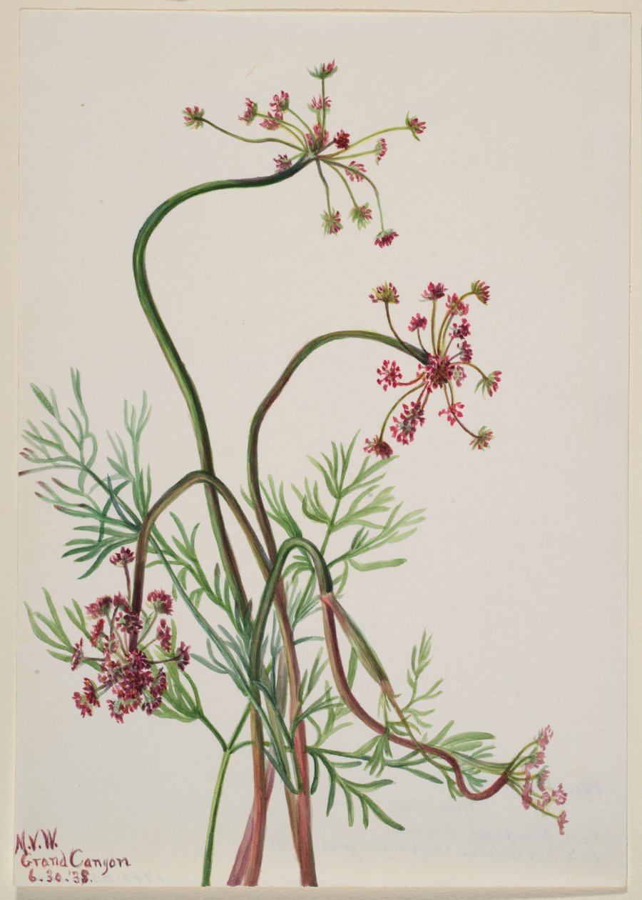 Pseudocymopterus montanus alkotó: Mary Vaux Walcott