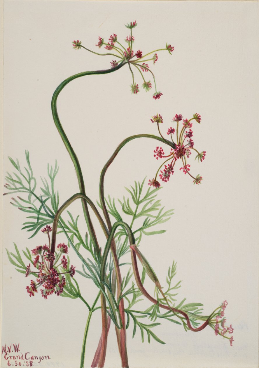 Pseudocymopterus montanus, 1938 alkotó: Mary Vaux Walcott