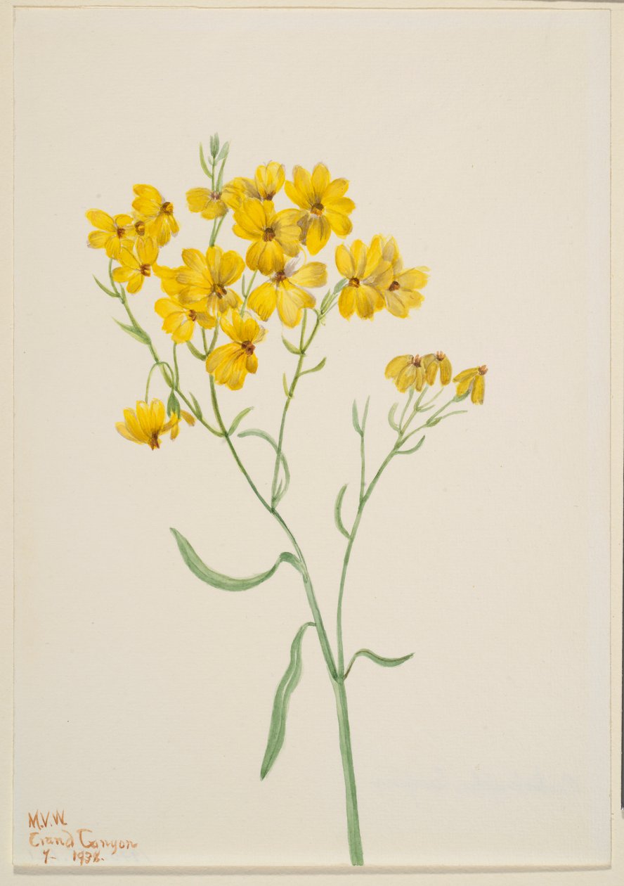 Psilostrophe sparsiflora alkotó: Mary Vaux Walcott