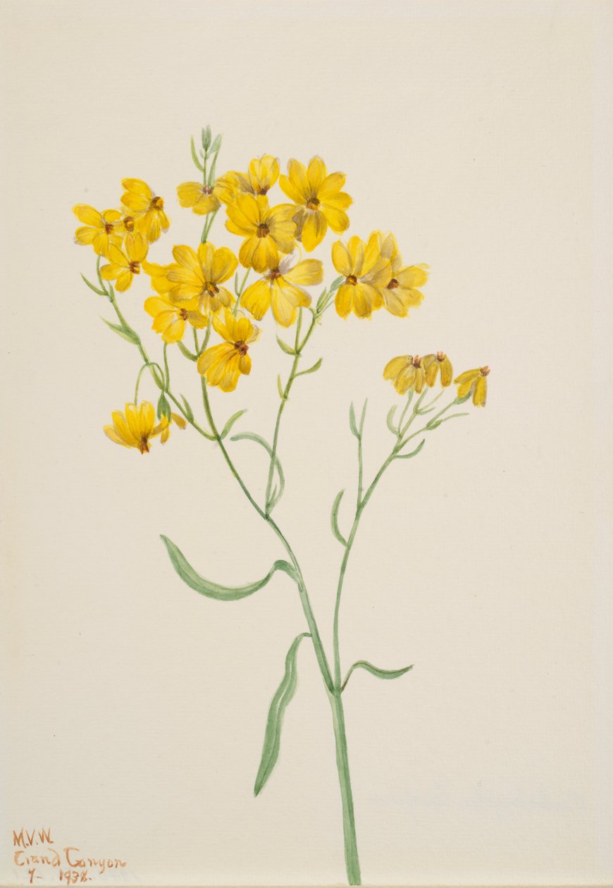 Psilostrophe sparsiflora, 1938. alkotó: Mary Vaux Walcott