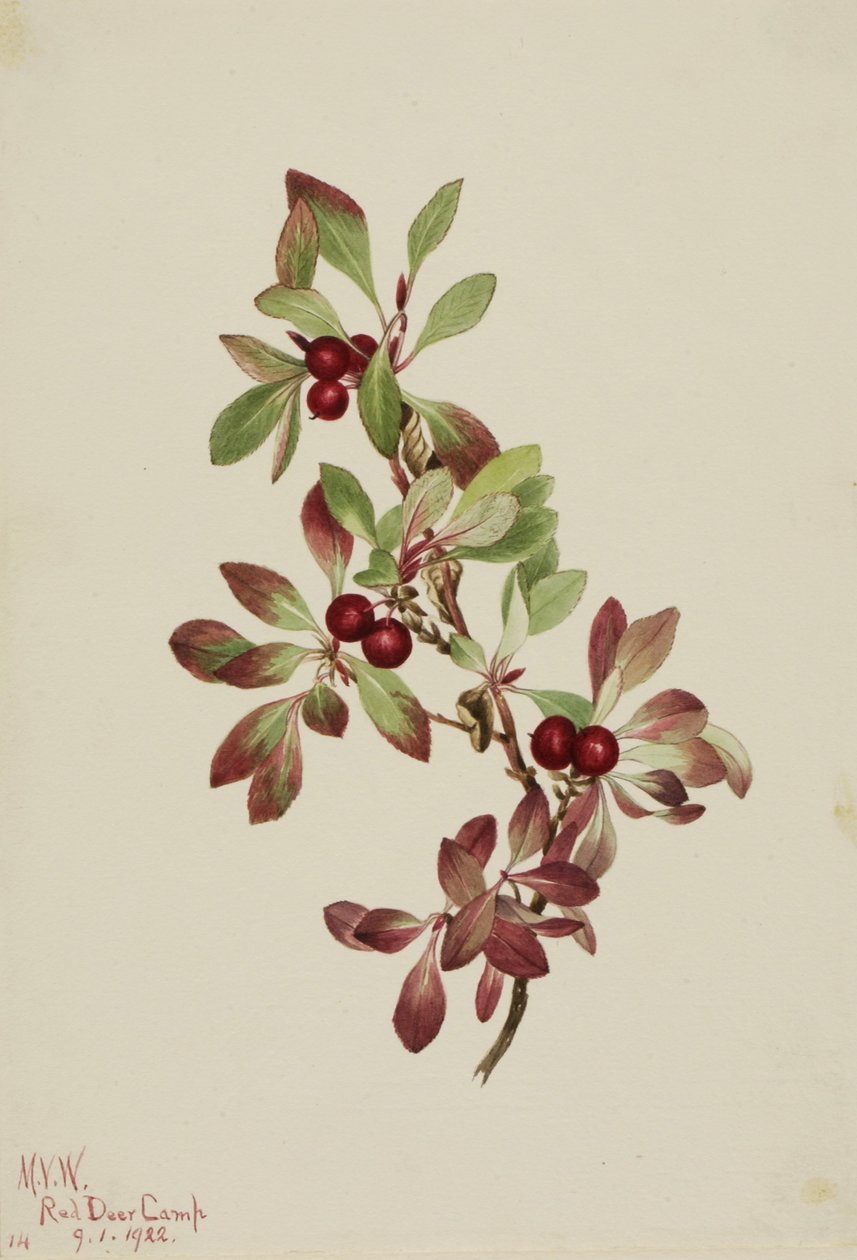 Túzokbogyó (Arctous alpina) alkotó: Mary Vaux Walcott