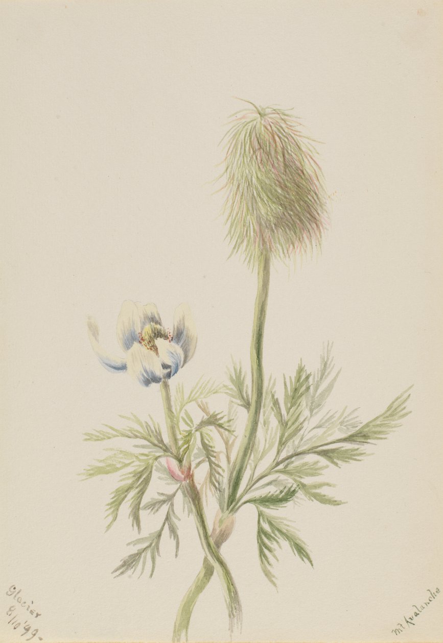 Pulsatilla occidentalis, 1899 alkotó: Mary Vaux Walcott