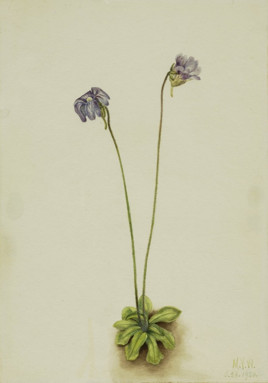 Bíbor pillangósvirág (Pinguicula elatior) alkotó: Mary Vaux Walcott