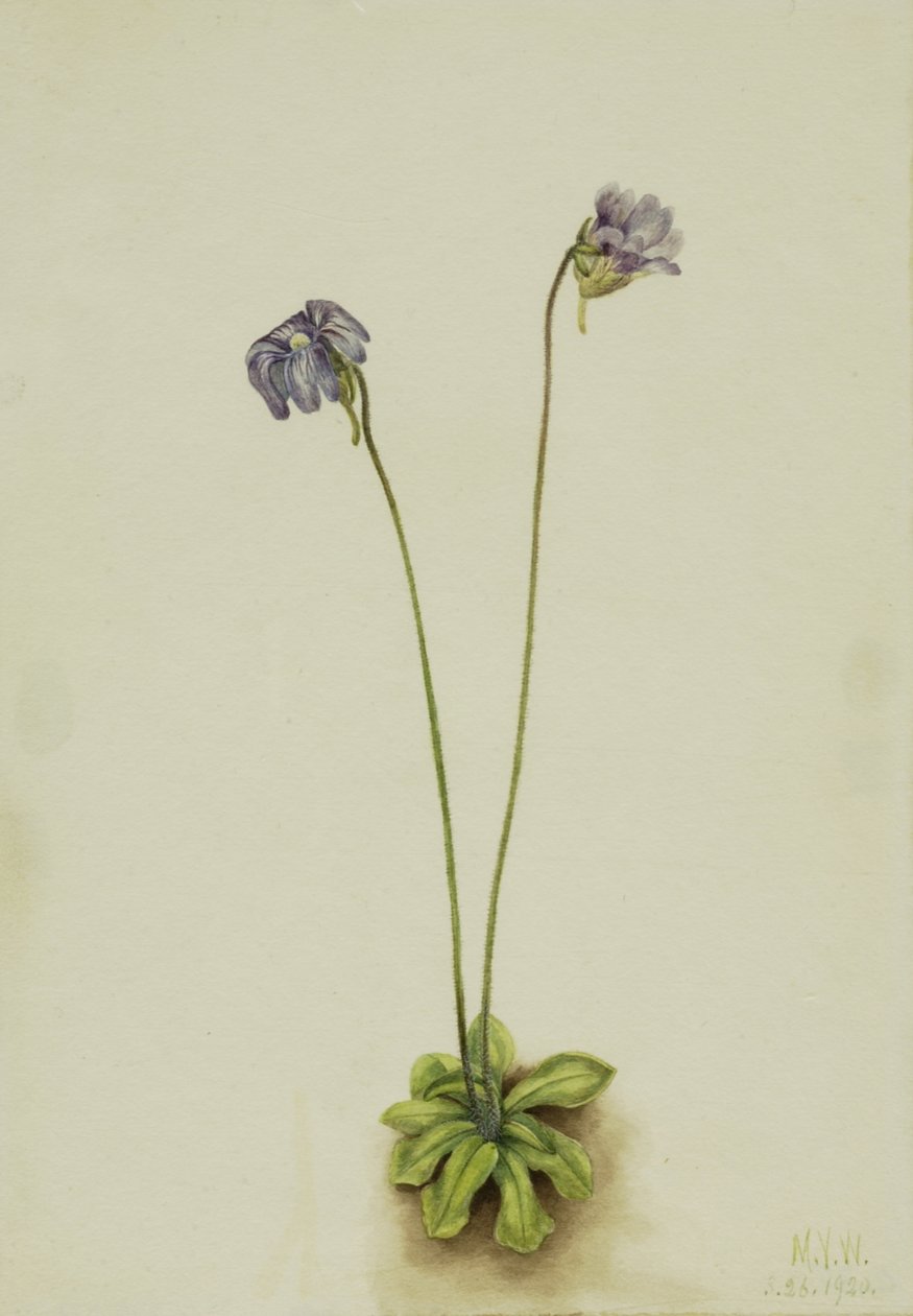 Lila vajfű Pinguicula elatior, 1920. alkotó: Mary Vaux Walcott