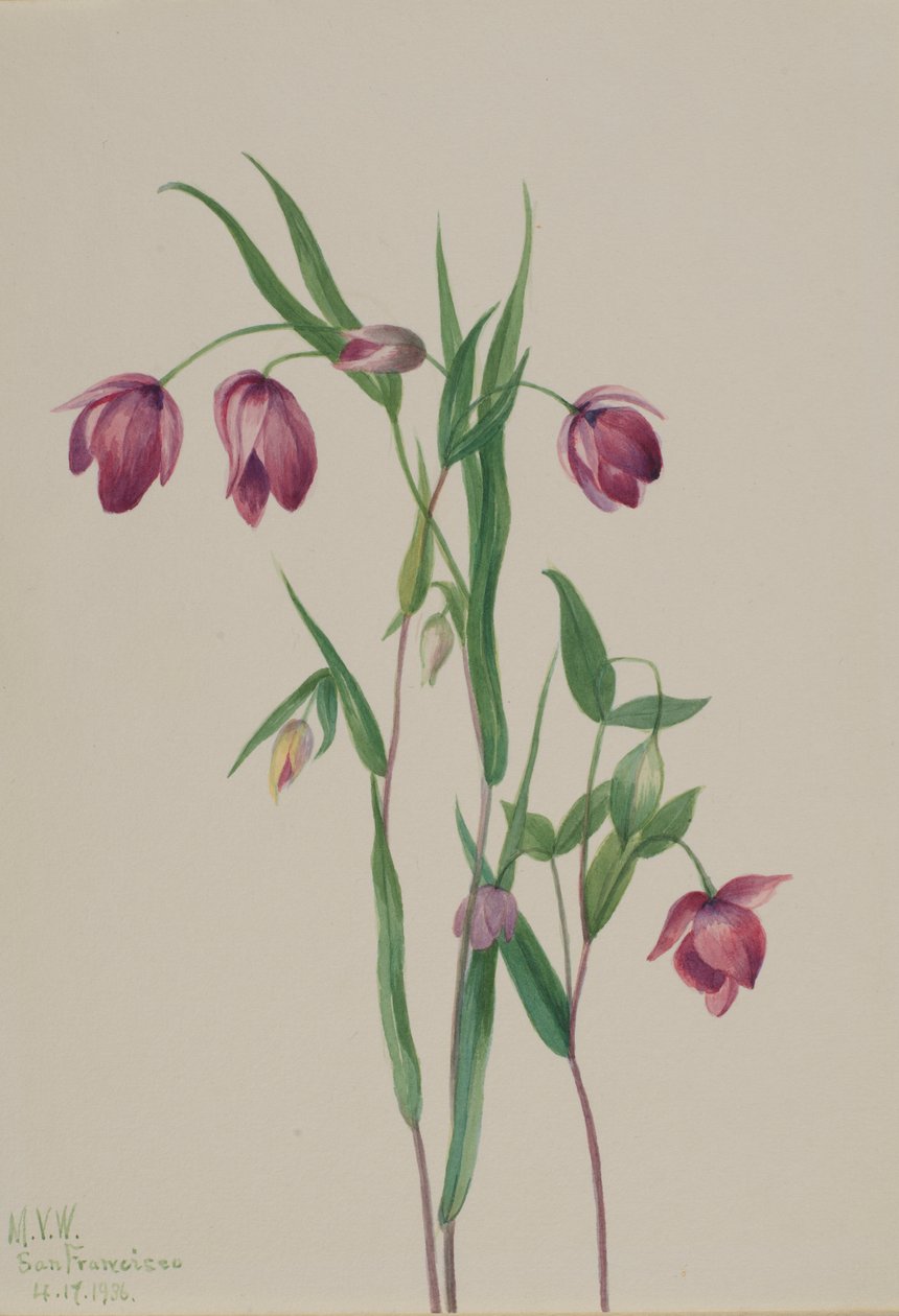 Bíbor Tündérlámpás (Calochortus anoenum) alkotó: Mary Vaux Walcott