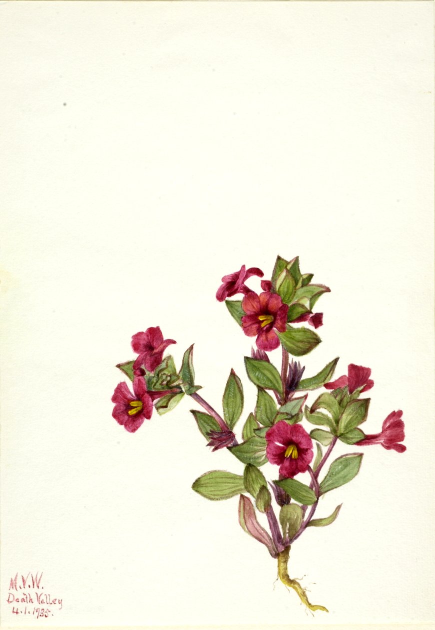 Lila majomvirág Mimulus bigelovii, 1935. alkotó: Mary Vaux Walcott