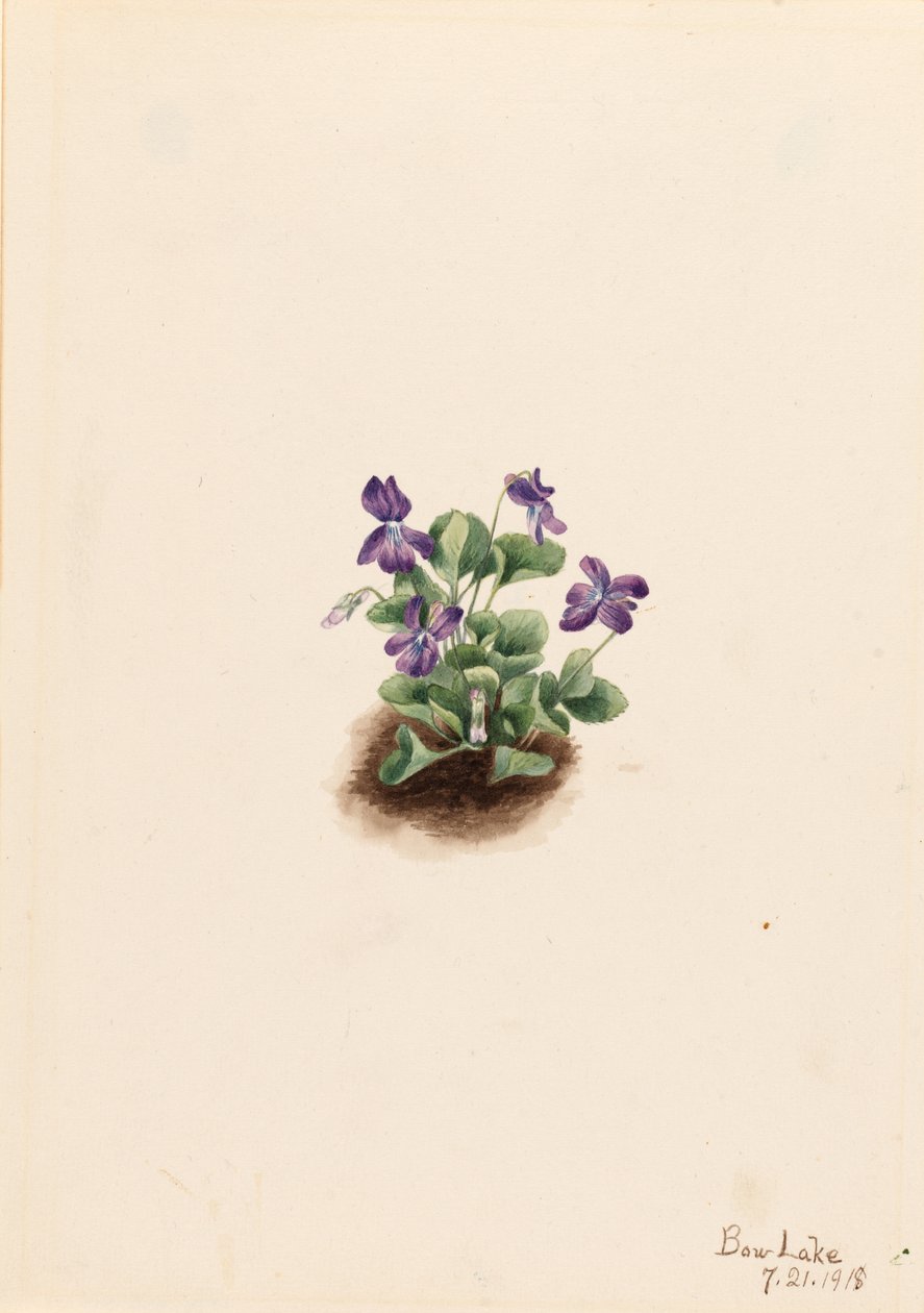 Bíbor hegyi ibolya (Viola adunca) alkotó: Mary Vaux Walcott