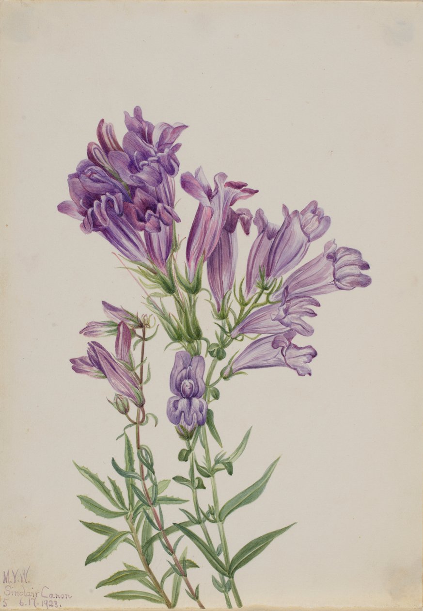 Lila Pentstemon (Pentstemon lyallii) alkotó: Mary Vaux Walcott