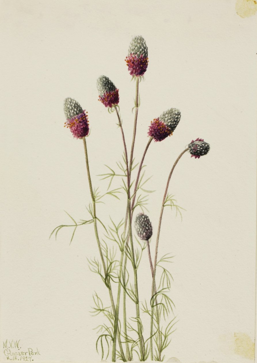 Bíbor prérifarkas (Petalostemon purpureum) alkotó: Mary Vaux Walcott