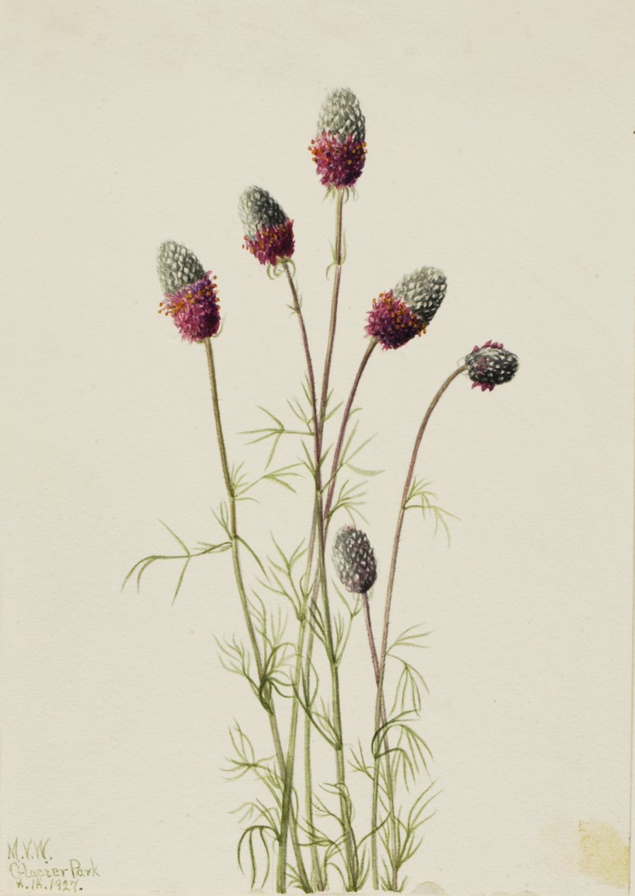 Lila Prairieclover Petalostemon purpureum, 1927 alkotó: Mary Vaux Walcott