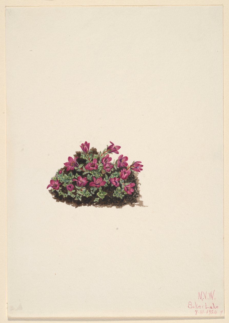 Bíbor szarkaláb (Saxifraga oppositifolia) alkotó: Mary Vaux Walcott