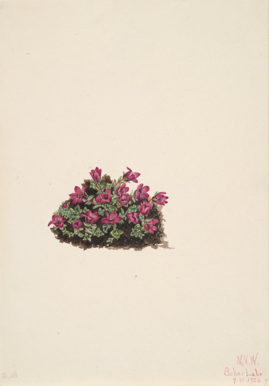 Lila szaxifrage Saxifraga oppositifolia, 1924. alkotó: Mary Vaux Walcott