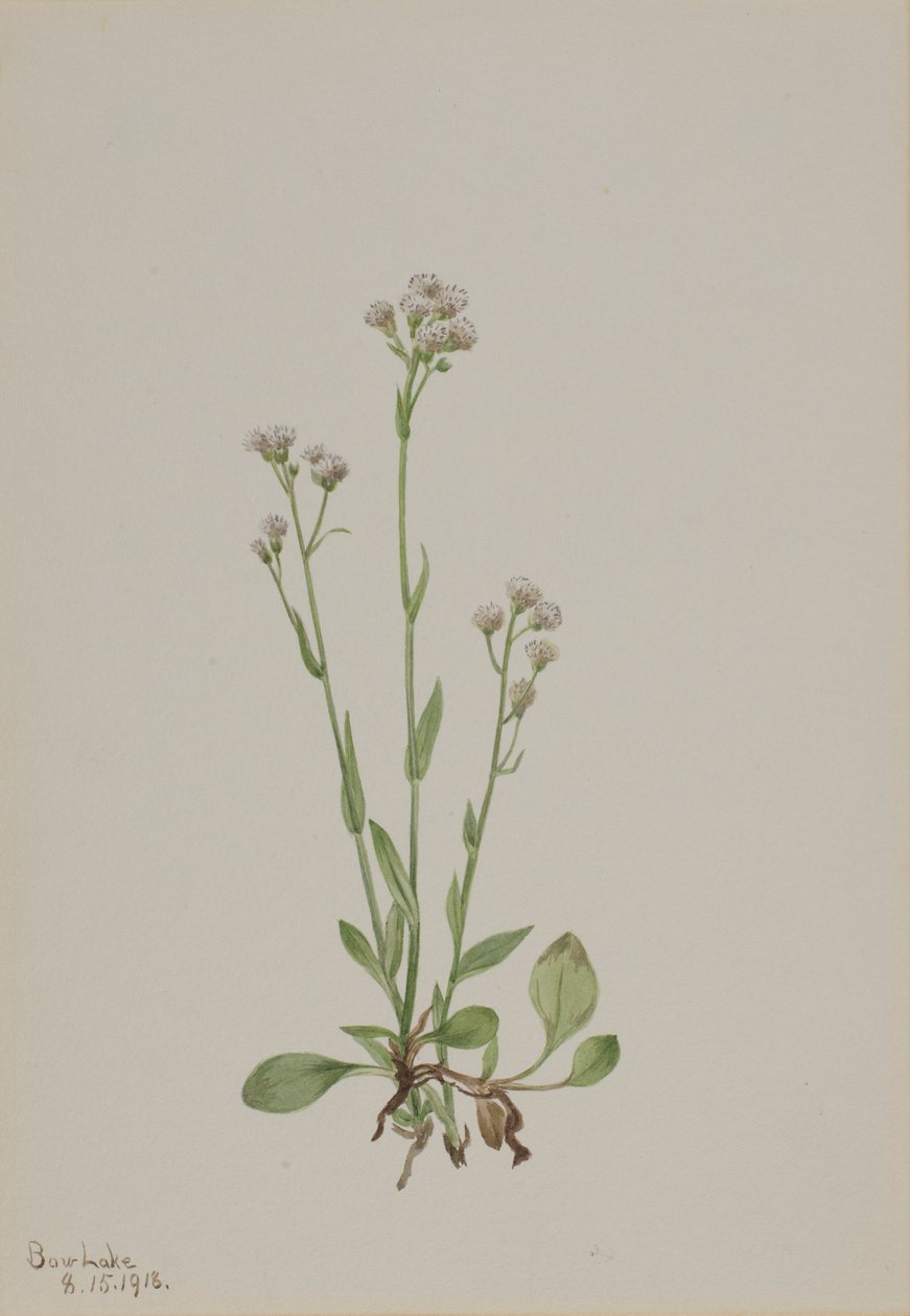 Pussy-Toes (Antennaria racemosa) alkotó: Mary Vaux Walcott