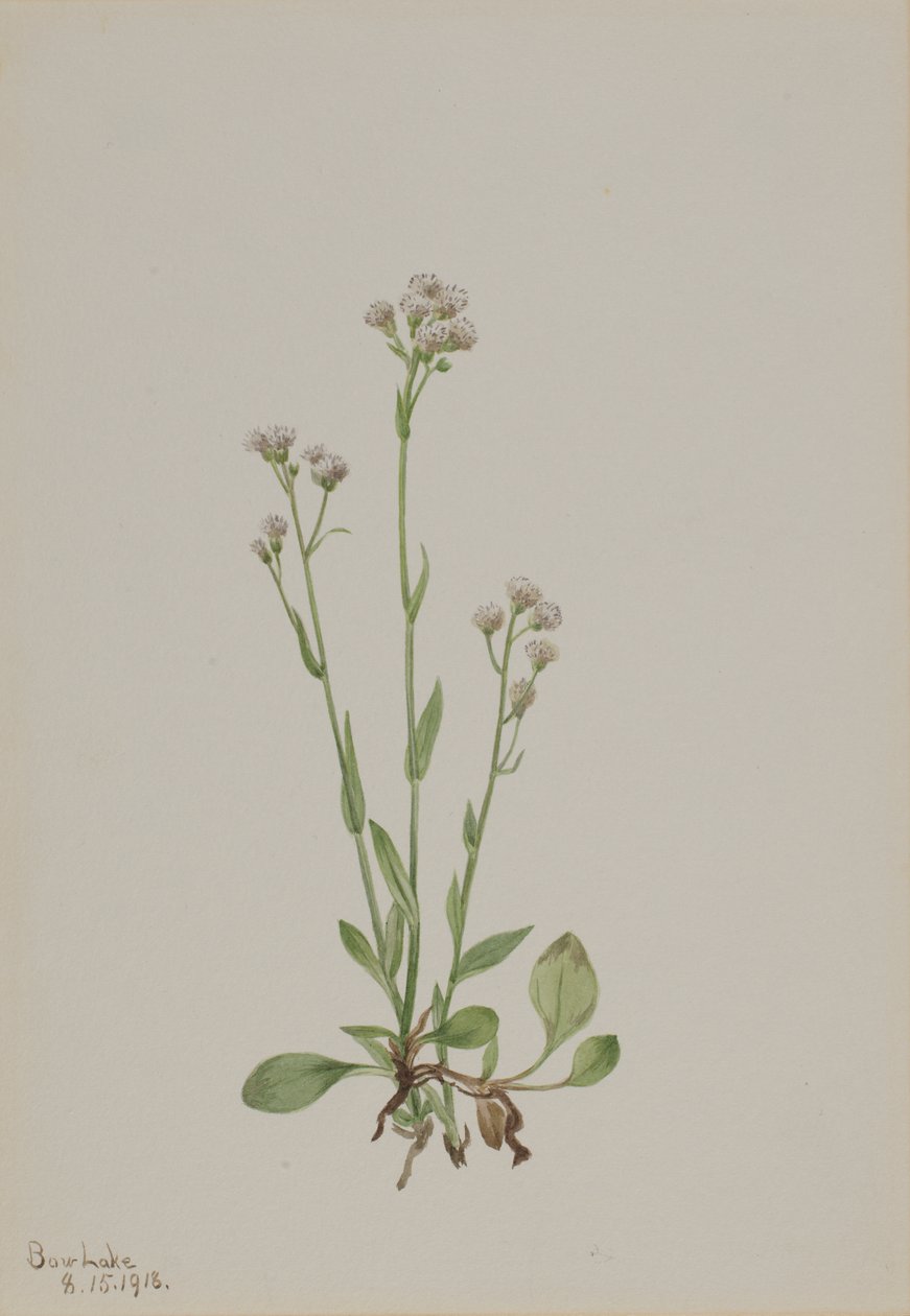 Pussy-Toes Antennaria racemosa, 1918. alkotó: Mary Vaux Walcott
