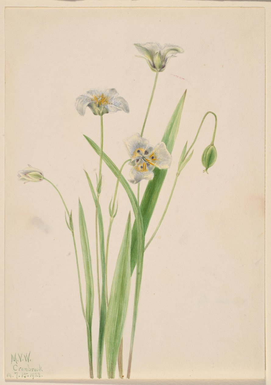 Cicafülű (Calochortus elegans) alkotó: Mary Vaux Walcott