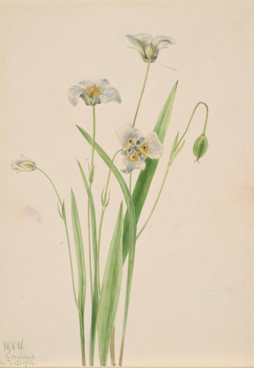 Pussy-ears Calochortus elegans, 1923. alkotó: Mary Vaux Walcott