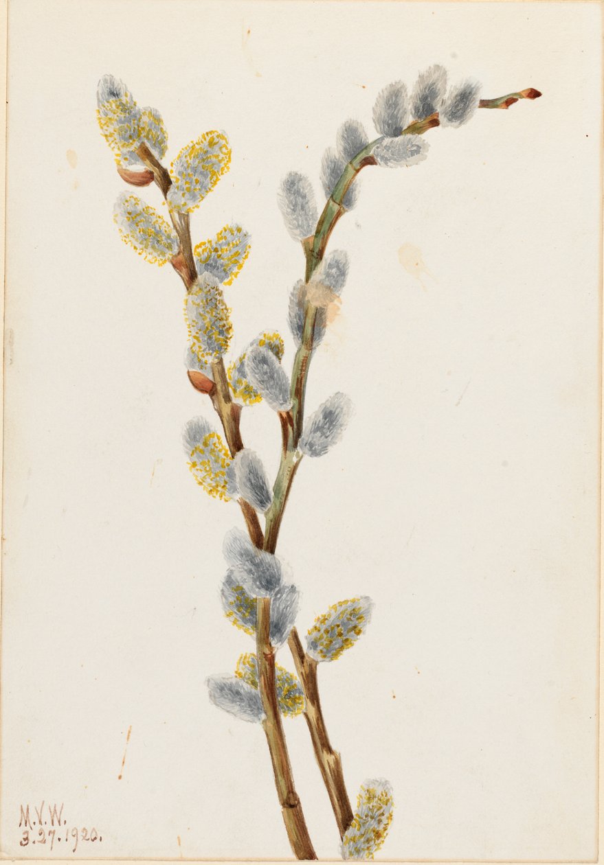Pussy Willow (Salix discolor) alkotó: Mary Vaux Walcott