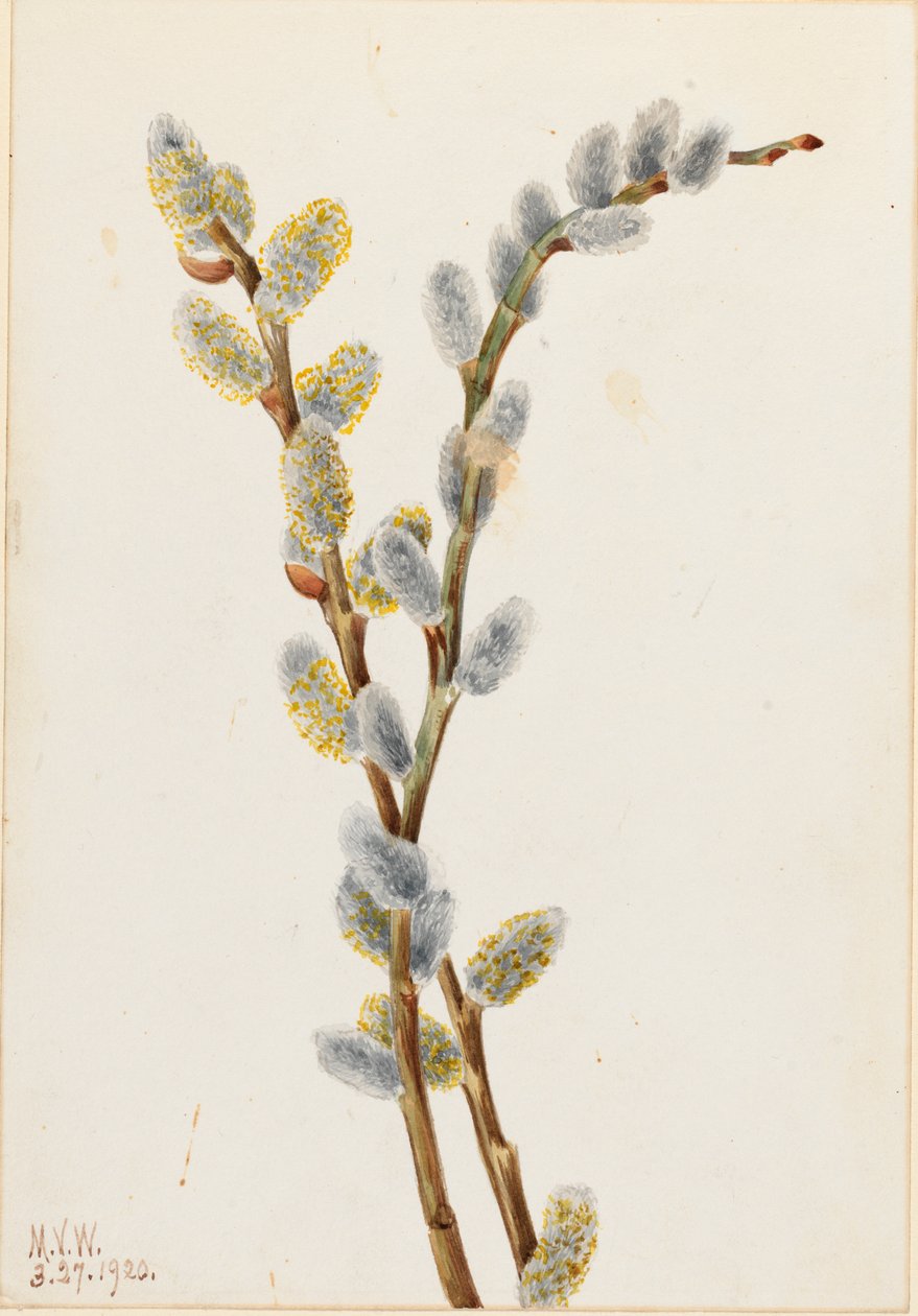 Pussy Willow Salix elszíneződés, 1920. alkotó: Mary Vaux Walcott