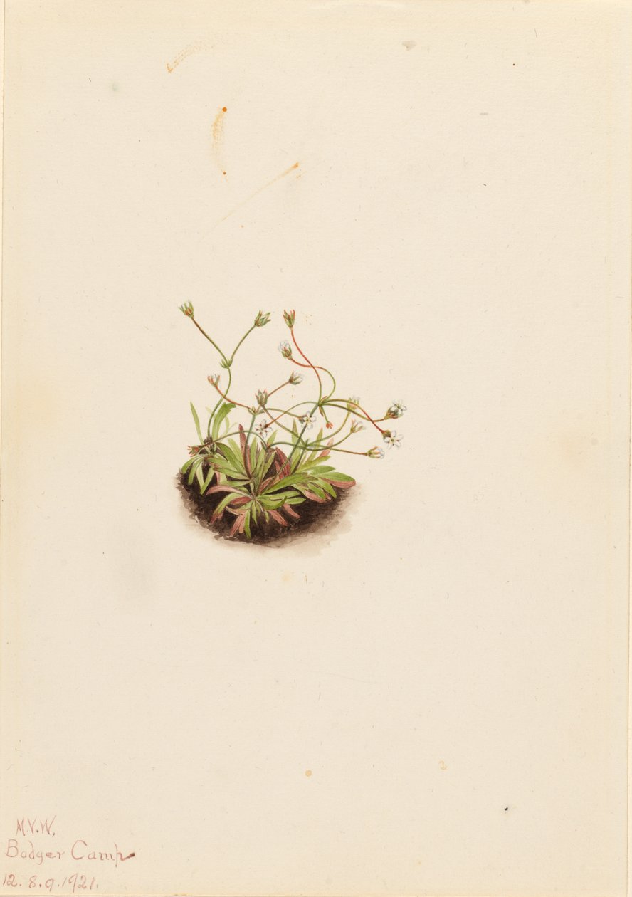 Törpe Androsace (Androsace subumbellata) alkotó: Mary Vaux Walcott