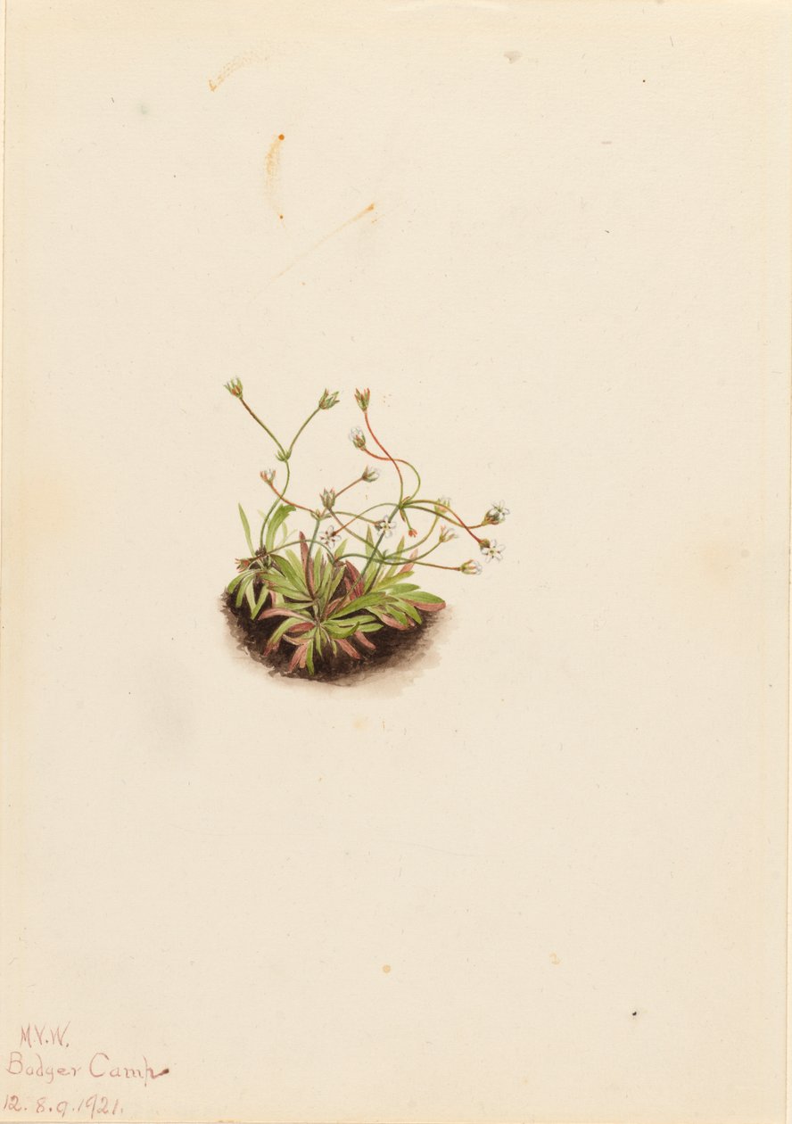 Pygmy Androsace Androsace subumbellata, 1921. alkotó: Mary Vaux Walcott