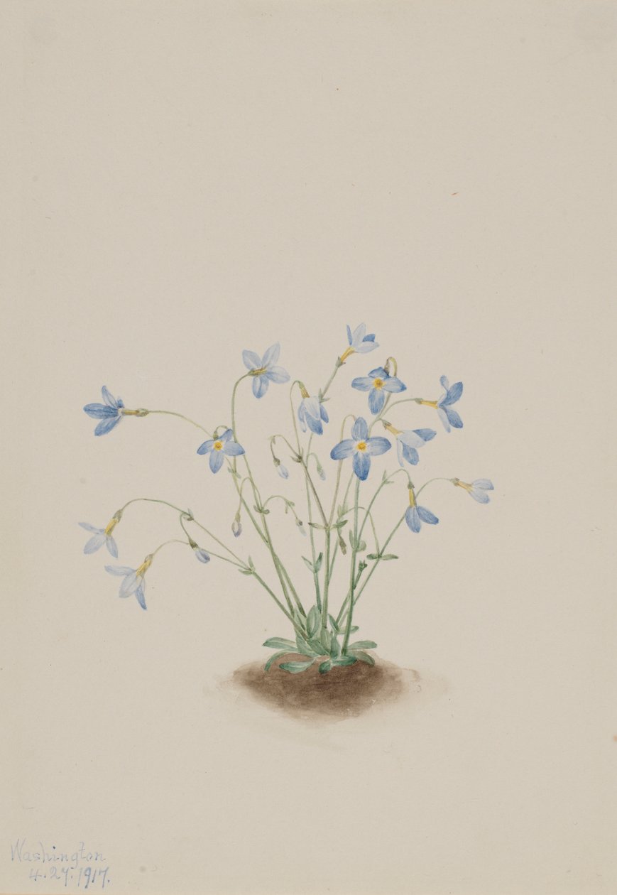 Quakerladies (Houstonia caerulea) alkotó: Mary Vaux Walcott