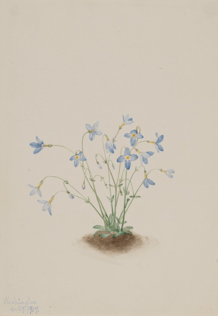 Quakerladies Houstonia caerulea, 1917. alkotó: Mary Vaux Walcott