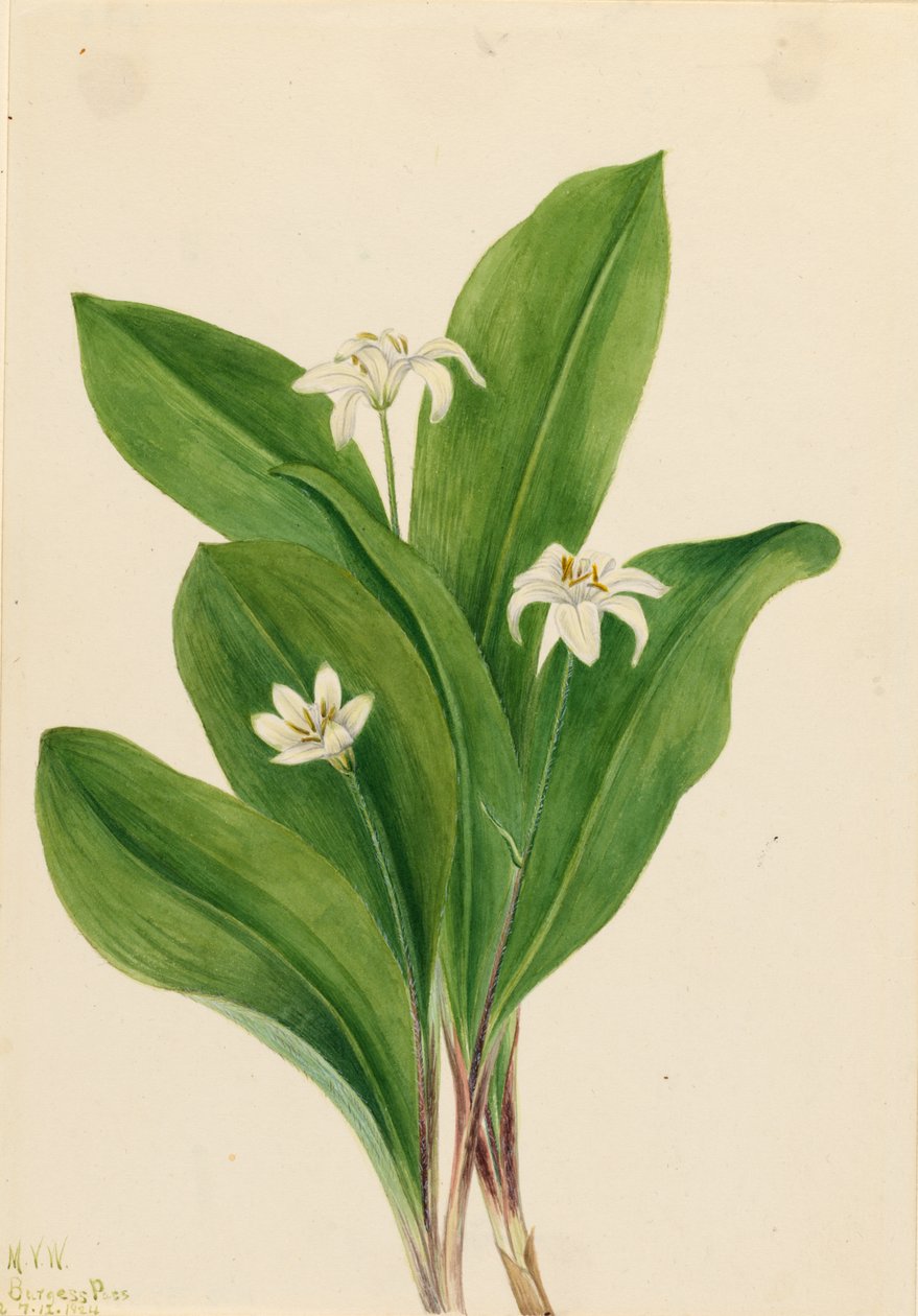 Királynővirág (Clintonia uniflora) alkotó: Mary Vaux Walcott