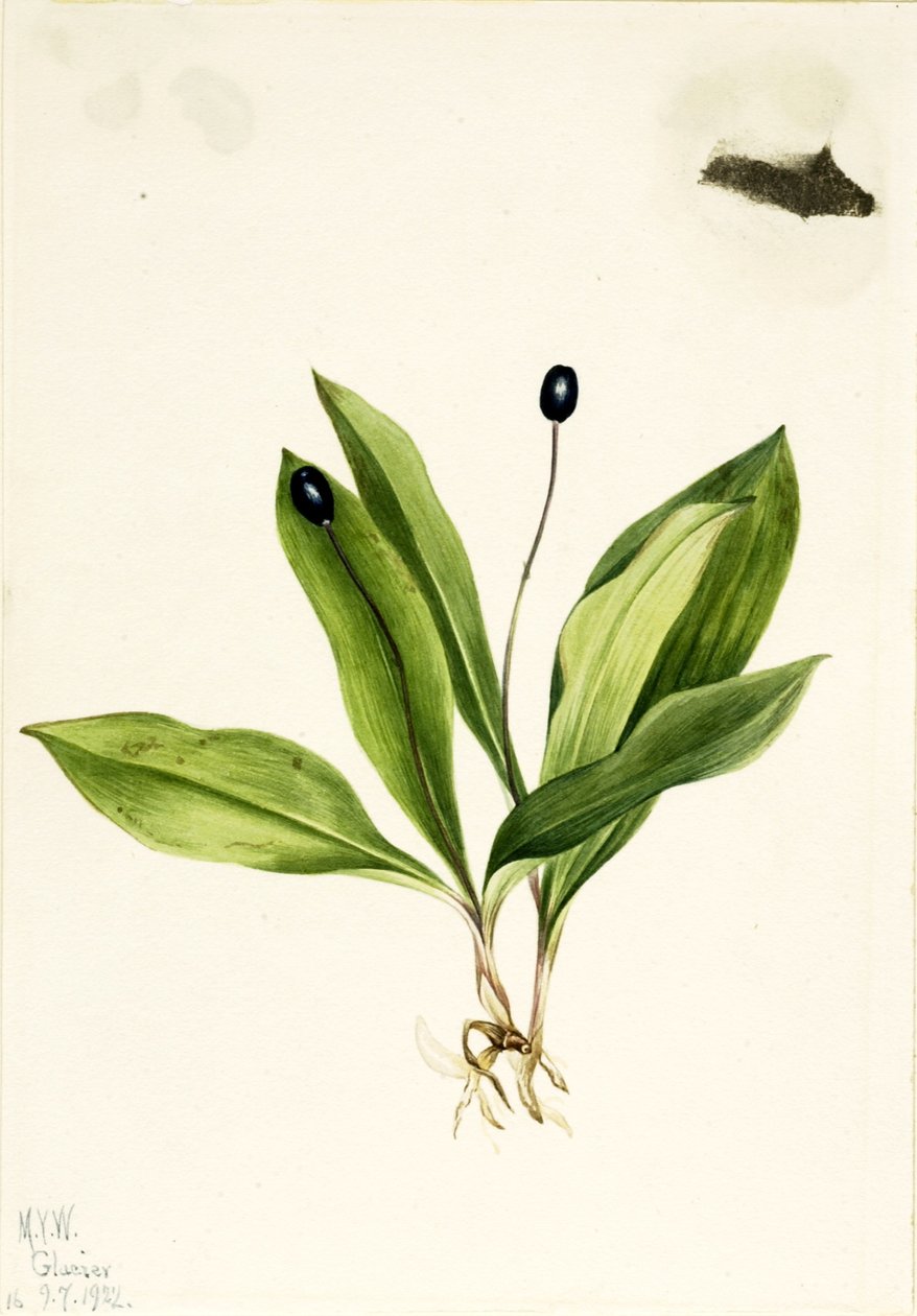 Királynővirág (Clintonia uniflora) alkotó: Mary Vaux Walcott