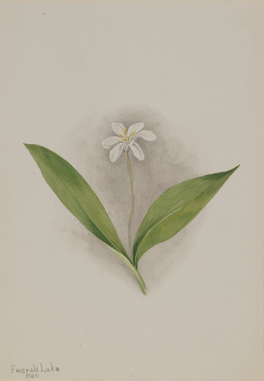 Királynővirág (Clintonia uniflora) alkotó: Mary Vaux Walcott
