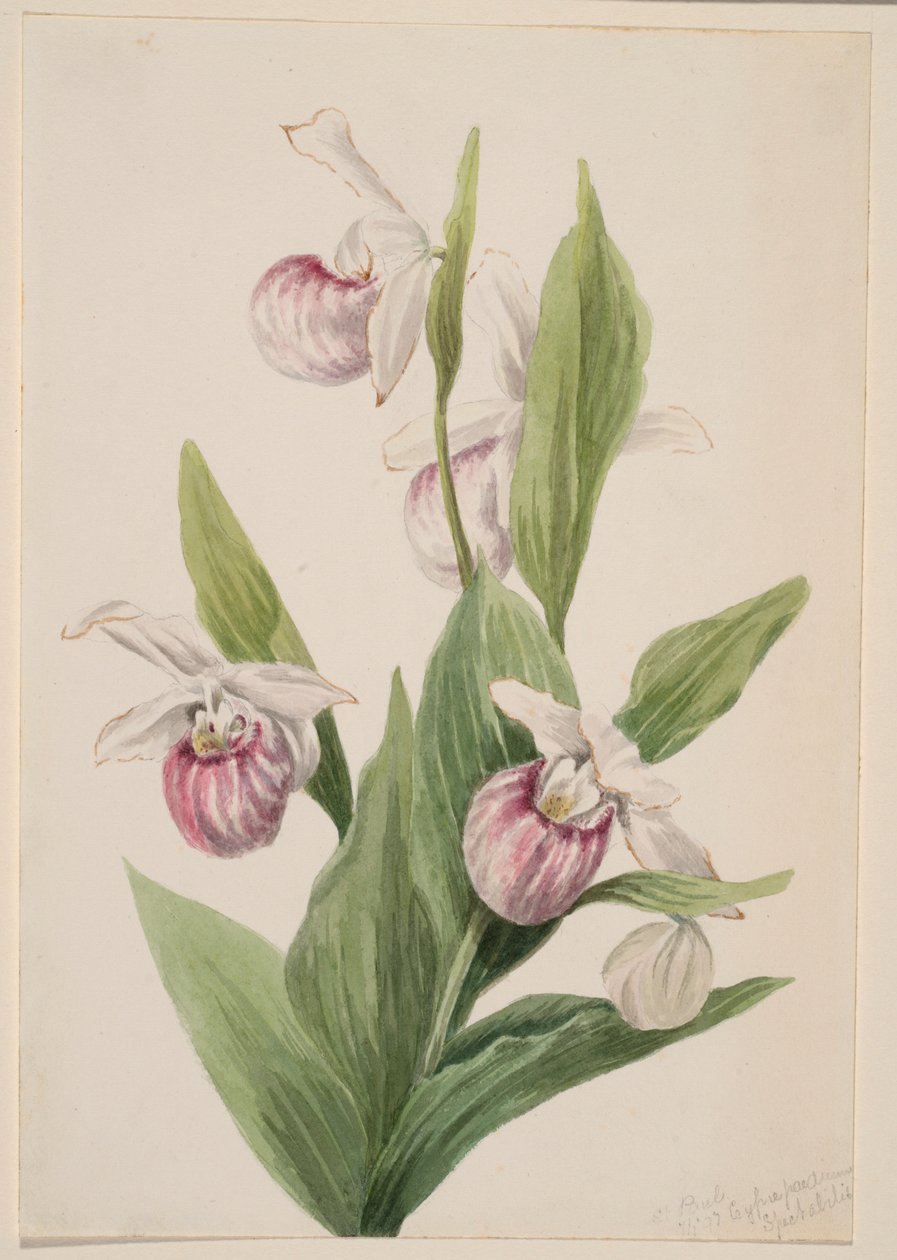 Királynő papucs (Cypripedium reginae) alkotó: Mary Vaux Walcott