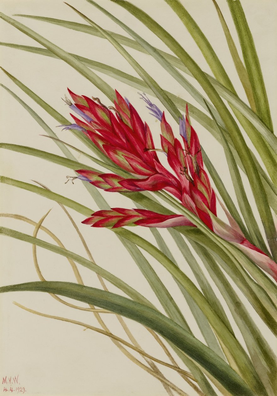 Quill-Leaf Tillandsia (Tillandsia fasciculata) alkotó: Mary Vaux Walcott