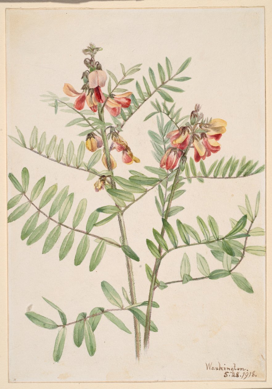 Nyúlbab (Cracca virginiana) alkotó: Mary Vaux Walcott