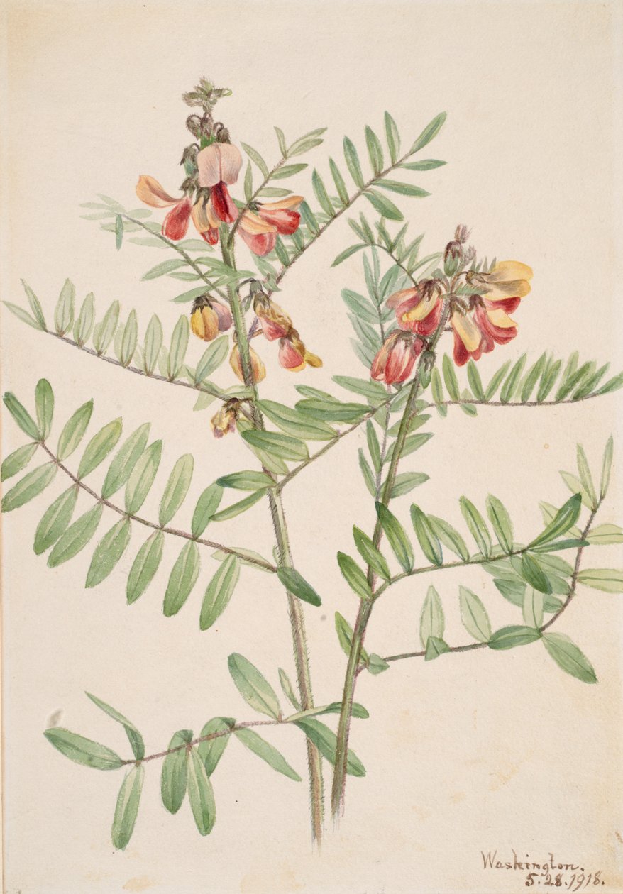 Nyúl Cracca virginiana, 1918. alkotó: Mary Vaux Walcott