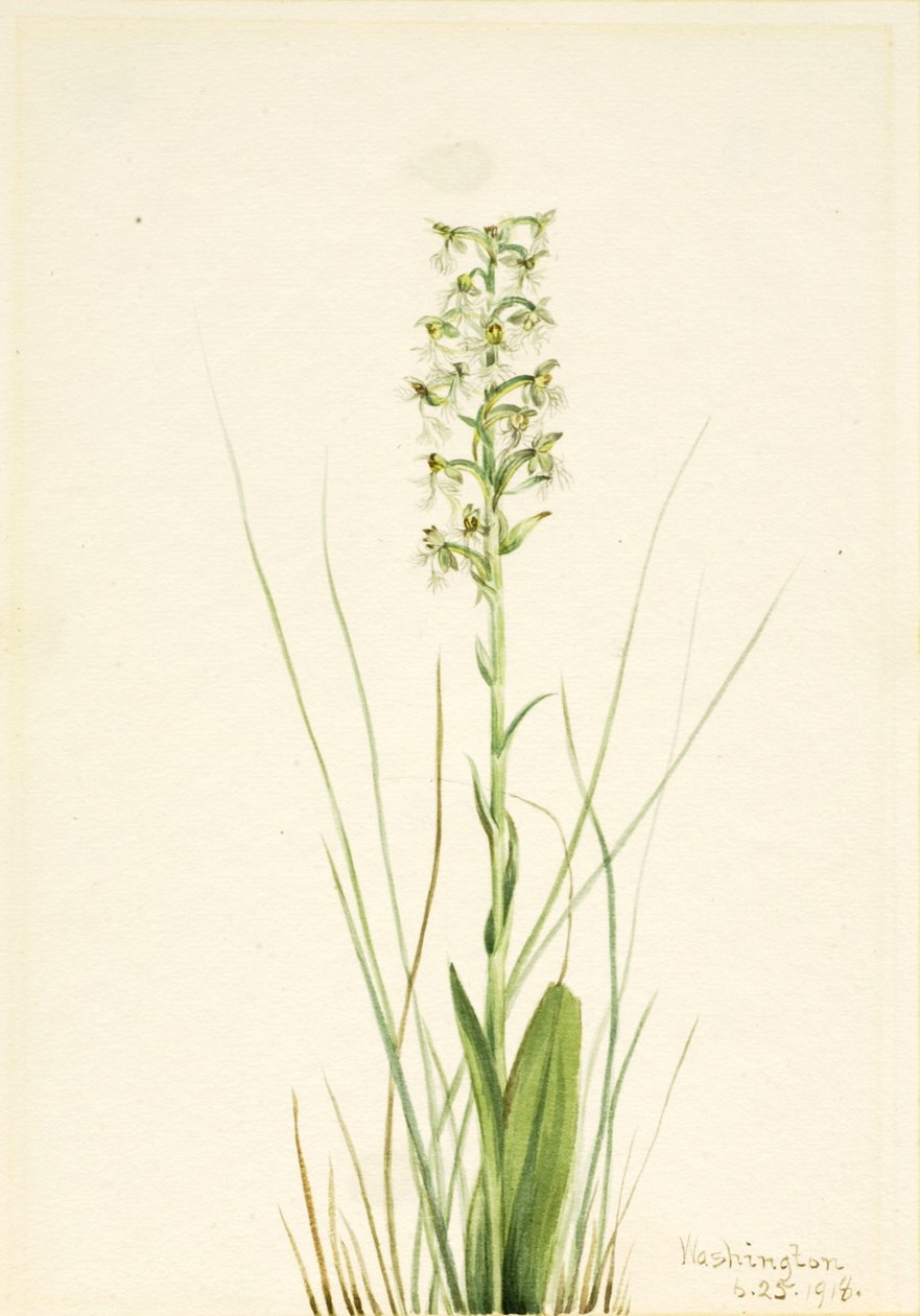 Rongyos rojtos orchidea Habenaria lacera, 1918. alkotó: Mary Vaux Walcott