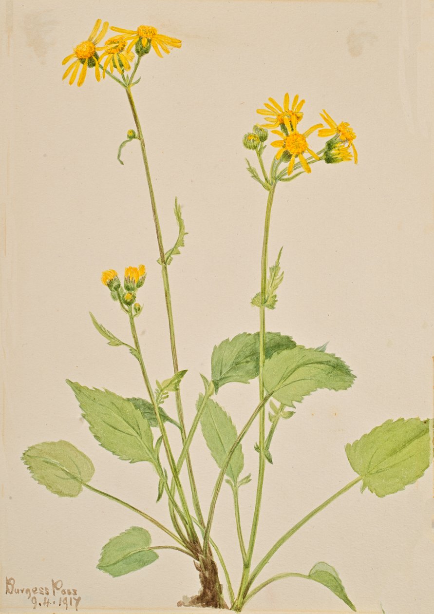 Ragwort Senecio burkei, 1917. alkotó: Mary Vaux Walcott