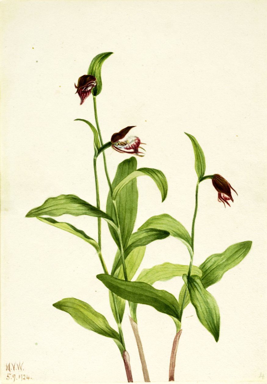 Ramshead női papucs Cypripedium arietinum, 1924. alkotó: Mary Vaux Walcott