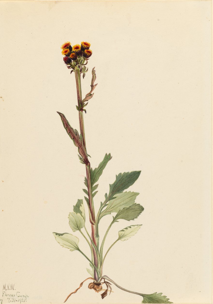 Sugár nélküli földikutya (Senecio pauciflorus) alkotó: Mary Vaux Walcott
