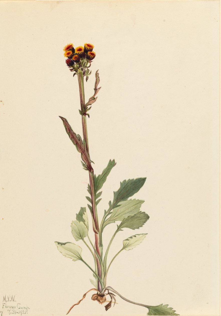Rayless Groundsel Senecio pauciflorus, 1921. alkotó: Mary Vaux Walcott