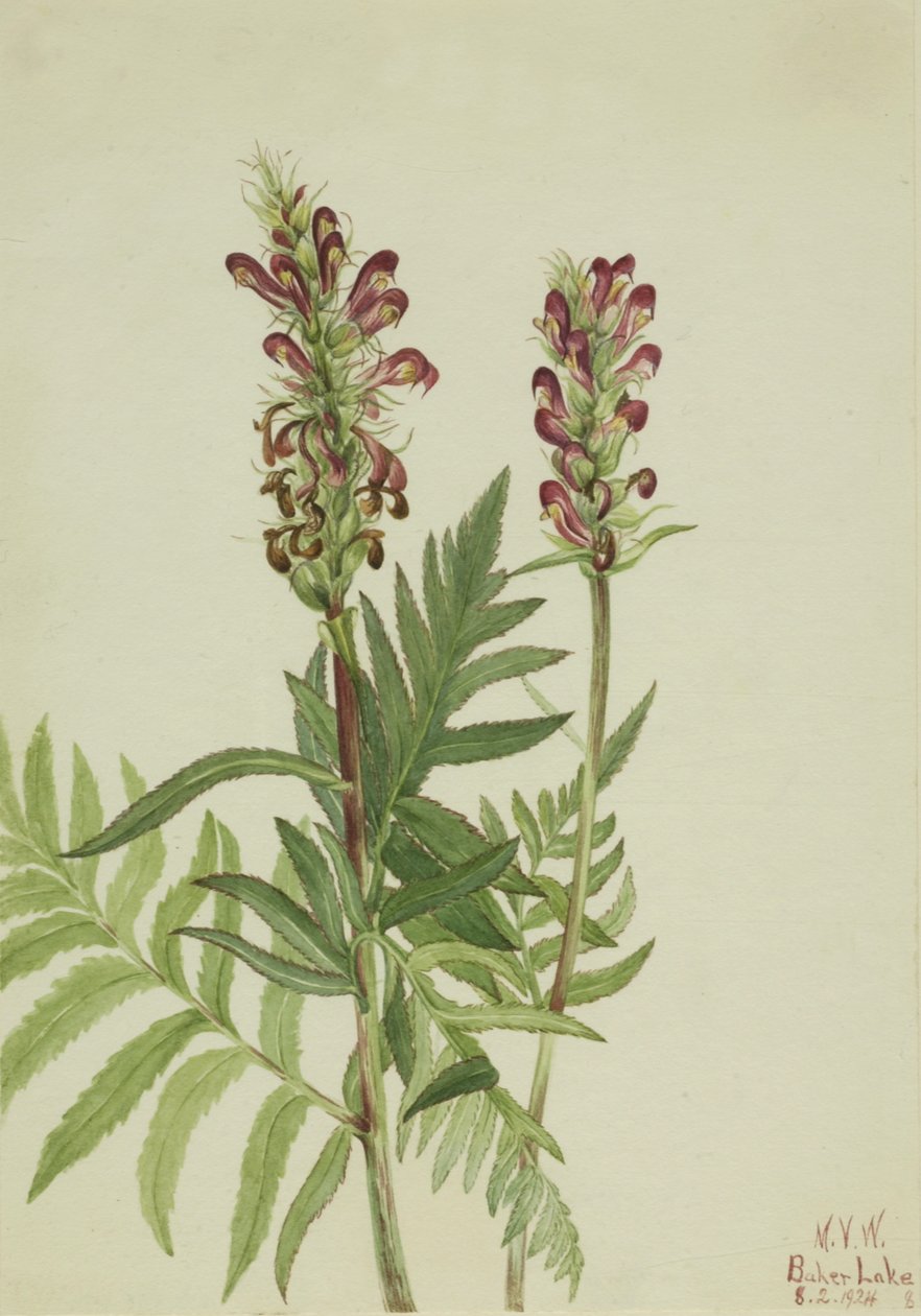 Vörös-sisak Pedicularis bracteosa, 1924 alkotó: Mary Vaux Walcott